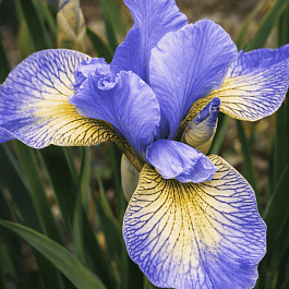 Ирис сибирский Banish Misfortune