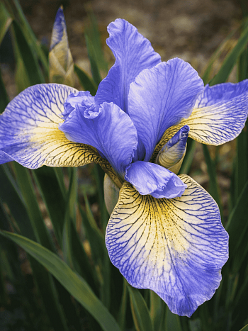 Ирис сибирский Banish Misfortune