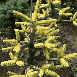 Пихта испанская Aurea