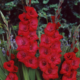 Гладиолус крупноцветковый Мехико