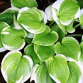 Хоста гибридная Со Свит НАБОР 2ШТ (1+1)