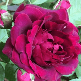 Роза Плетистая Attleborough