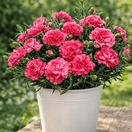 Гвоздика Colores Rosa