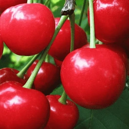 Дюк (Черевишня)  Превосходная Веньяминова