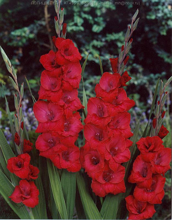 Гладиолус крупноцветковый Мехико