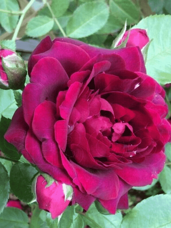 Роза Плетистая Attleborough