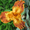 Ирис карликовый Orange Caper