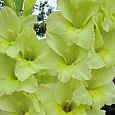 Гладиолус Spring Green