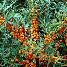 Облепиха крушиновидная Hergo