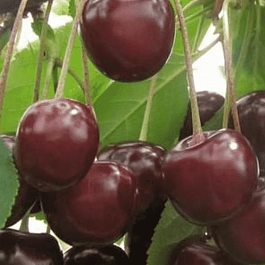 Вишня Морозовка