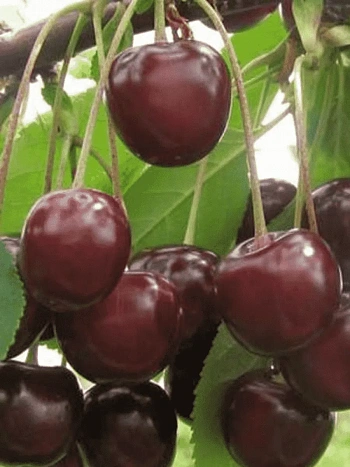 Вишня Морозовка