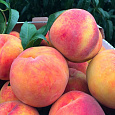 Персик Ред Хэвен