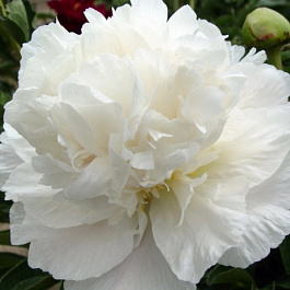 Пион древовидный Корона из бисера