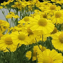 Гелениум осенний Kanaria