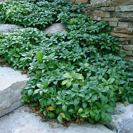 Пахизандра верхушечная Грин Шин