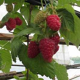 Малина традиционная Крепыш штамб Малина традиционная Крепыш штамб