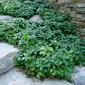 Пахизандра верхушечная Грин Шин