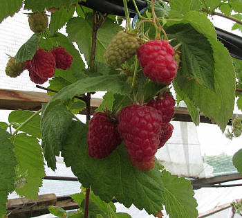 Малина традиционная Крепыш штамб