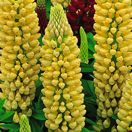 Люпин многолистный Шандэлье НАБОР 2ШТ