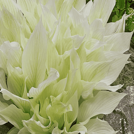 Хоста White Feather XXL