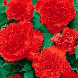 Бегония Fimbriata Scarlet