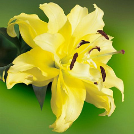 Лилия восточная махровая Фифти Фифти Лилия восточная махровая Фифти Фифти