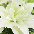 Лилия Roselily Nadia