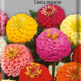 Цинния низкорослая Фея Смесь окрасок