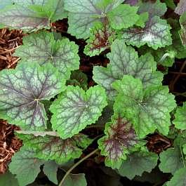 Гейхера американская  Dale Strain