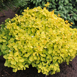 Барбарис Тунберга Тини Голд