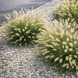 Пеннисетум лисохвостый Little bunny