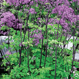 Василистник Делавея Black Stockings