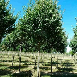 Яблоня Чоноский