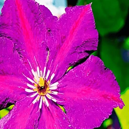 Клематис гибридный Grunwald