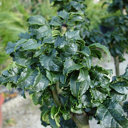 Ясень Crispa