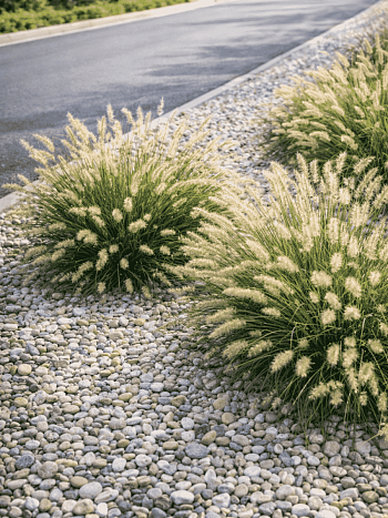 Пеннисетум лисохвостый Little bunny