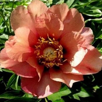 Пион ИТО Old Rose Dandy
