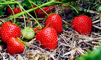 Земляника садовая Берегиня Земляника садовая Берегиня