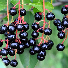 Черемуха кистевая Черный блеск