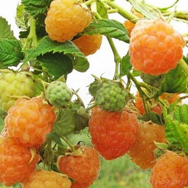 Малина ремонтантная Желтый пингвин штамб