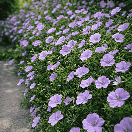 Герань кроваво-красная Striatum