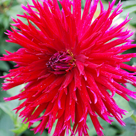 Георгина Полукактусовая Апач Блау Георгина Полукактусовая Апач Блау