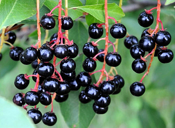 Черемуха кистевая Черный блеск