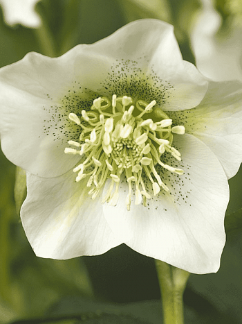 Морозник восточный Pretty Ellen White