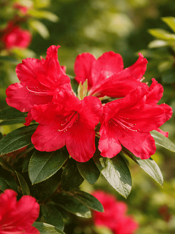 Рододендрон ползучий Bengal