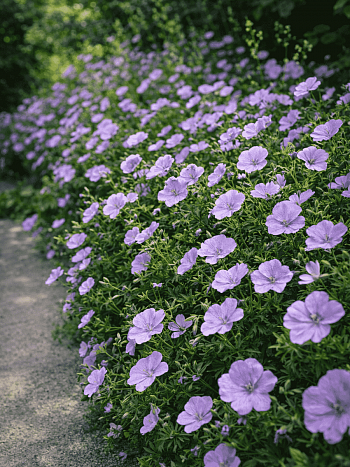 Герань кроваво-красная Striatum