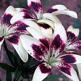 Лилия Purple Heart