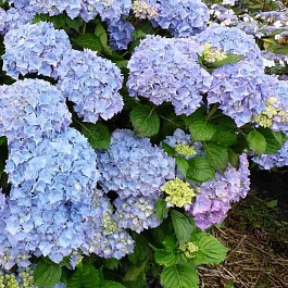 Гортензия крупнолистная Blauer Zwerg