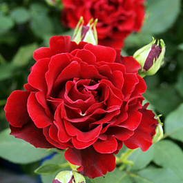 Роза чайно-гибридная Хоммаж Барбара