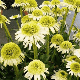 Эхинацея пурпурная Delicious Nougat